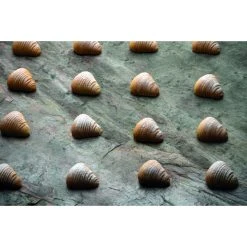 Moule Silicone Sfogliatella 4,5 X 4,35 Cm X H 2,2 Cm (x30) Pavoflex